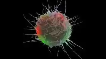 Free download Fertilisation | Transference VFX video and edit with RedcoolMedia movie maker MovieStudio video editor online and AudioStudio audio editor onlin