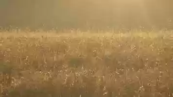 Free download Field (Excerpt 2) - In Post Production. video and edit with RedcoolMedia movie maker MovieStudio video editor online and AudioStudio audio editor onlin