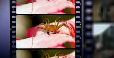 Free download Film Strip FOCUS | After Effects Project Files - Videohive template video and edit with RedcoolMedia movie maker MovieStudio video editor online and AudioStudio audio editor onlin