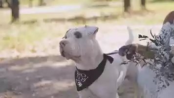 Free download Find Your Flower Girl | Styled Shoot with the LifeLine Animal Project video and edit with RedcoolMedia movie maker MovieStudio video editor online and AudioStudio audio editor onlin