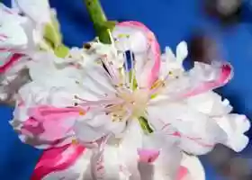 Free download Floral Beauty Series 1 Collection The Beauty of Nature Video 1 Photo Journaling video and edit with RedcoolMedia movie maker MovieStudio video editor online and AudioStudio audio editor onlin