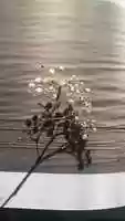 Free download Flower falling video and edit with RedcoolMedia movie maker MovieStudio video editor online and AudioStudio audio editor onlin