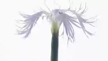 Free download Flower from the Sunol Wilderness video and edit with RedcoolMedia movie maker MovieStudio video editor online and AudioStudio audio editor onlin