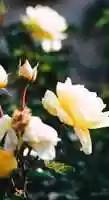 Free download Flower music video and edit with RedcoolMedia movie maker MovieStudio video editor online and AudioStudio audio editor onlin