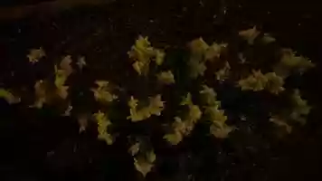 Free download Flowers Can Dream (2020) video and edit with RedcoolMedia movie maker MovieStudio video editor online and AudioStudio audio editor onlin