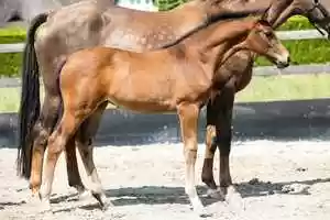 Free download Fontaine x Wynton - Filly Foal video and edit with RedcoolMedia movie maker MovieStudio video editor online and AudioStudio audio editor onlin