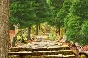 Free download Forest Animation video and edit with RedcoolMedia movie maker MovieStudio video editor online and AudioStudio audio editor onlin