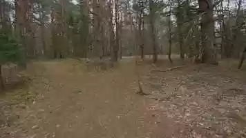 Free download Forest Music Loop video and edit with RedcoolMedia movie maker MovieStudio video editor online and AudioStudio audio editor onlin