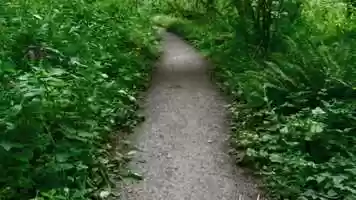 Free download Forest Walk in the Time of Covid video and edit with RedcoolMedia movie maker MovieStudio video editor online and AudioStudio audio editor onlin