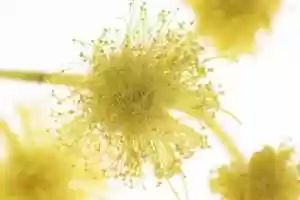 Free download Fractals - Mimosa video and edit with RedcoolMedia movie maker MovieStudio video editor online and AudioStudio audio editor onlin