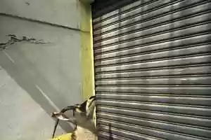 Free download Fragment Animals video and edit with RedcoolMedia movie maker MovieStudio video editor online and AudioStudio audio editor onlin