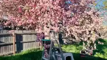 Free download Funne Pink Tree video and edit with RedcoolMedia movie maker MovieStudio video editor online and AudioStudio audio editor onlin