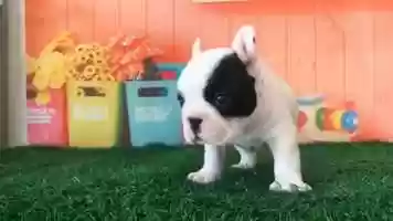 Free download Funny and cute dogs in Action compilation video and edit with RedcoolMedia movie maker MovieStudio video editor online and AudioStudio audio editor onlin