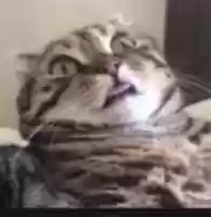 Free download funny cat movement video and edit with RedcoolMedia movie maker MovieStudio video editor online and AudioStudio audio editor onlin