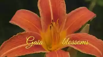 Free download GAIA blossoms in the light of the ONE SOURCE video and edit with RedcoolMedia movie maker MovieStudio video editor online and AudioStudio audio editor onlin