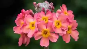 Free download Garden highlights: June 2020 video and edit with RedcoolMedia movie maker MovieStudio video editor online and AudioStudio audio editor onlin