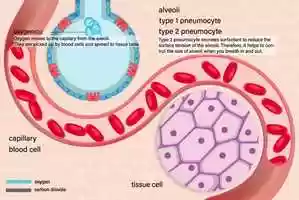 Free download gasexchange video and edit with RedcoolMedia movie maker MovieStudio video editor online and AudioStudio audio editor onlin