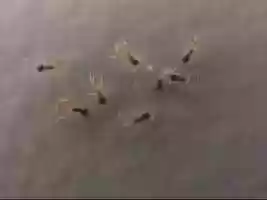 Free download Gathering, 2007 video and edit with RedcoolMedia movie maker MovieStudio video editor online and AudioStudio audio editor onlin