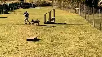 Free download German Shepherd off leash video and edit with RedcoolMedia movie maker MovieStudio video editor online and AudioStudio audio editor onlin