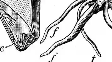 Free download Germinal (Animation) video and edit with RedcoolMedia movie maker MovieStudio video editor online and AudioStudio audio editor onlin