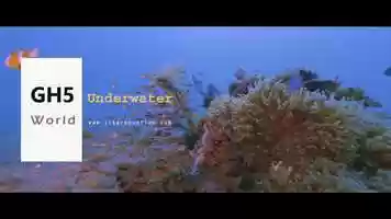 Free download GH5 Underwater world Anilao Philippines 2019 video and edit with RedcoolMedia movie maker MovieStudio video editor online and AudioStudio audio editor onlin