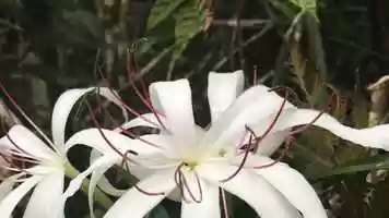 Free download Ghost Orchid.mp4 video and edit with RedcoolMedia movie maker MovieStudio video editor online and AudioStudio audio editor onlin