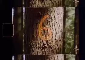 Free download Gloverall AW19 Forest 2 Super 8 No Music video and edit with RedcoolMedia movie maker MovieStudio video editor online and AudioStudio audio editor onlin