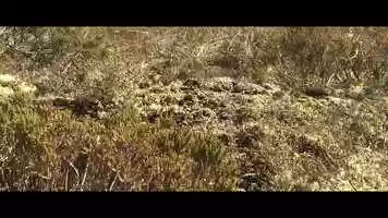 Free download Going bananas video and edit with RedcoolMedia movie maker MovieStudio video editor online and AudioStudio audio editor onlin