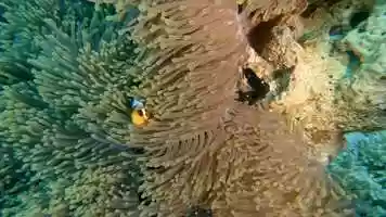 Free download Gopro Hero 7 Black l Diving the Red Sea video and edit with RedcoolMedia movie maker MovieStudio video editor online and AudioStudio audio editor onlin
