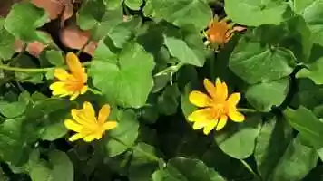Free download grade3_science_vol2_chapter3_video1 video and edit with RedcoolMedia movie maker MovieStudio video editor online and AudioStudio audio editor onlin