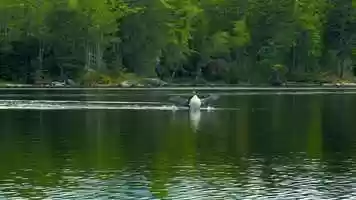 Free download Grafton Pond Loons ~ The Greatest Show on Water video and edit with RedcoolMedia movie maker MovieStudio video editor online and AudioStudio audio editor onlin