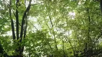Free download Green Thickets Stock Video video and edit with RedcoolMedia movie maker MovieStudio video editor online and AudioStudio audio editor onlin