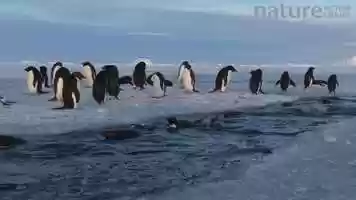 Free download Group of Adelie penguins swimming in a tide crack, lots jump out, Adelie Land, Antarctica, January. video and edit with RedcoolMedia movie maker MovieStudio video editor online and AudioStudio audio editor onlin