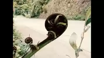 Free download Growing Koru video and edit with RedcoolMedia movie maker MovieStudio video editor online and AudioStudio audio editor onlin