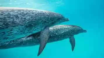 Free download Hangin out with Elders, Underwater Wisdom - Dolphin Tales 4/20 4K video and edit with RedcoolMedia movie maker MovieStudio video editor online and AudioStudio audio editor onlin