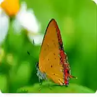 Free download HAPPY MUSIC-1.mp4 video and edit with RedcoolMedia movie maker MovieStudio video editor online and AudioStudio audio editor onlin