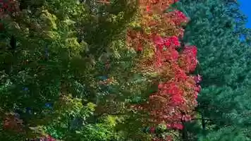 Free download HDR Autumn Outside My Door 4K video and edit with RedcoolMedia movie maker MovieStudio video editor online and AudioStudio audio editor onlin