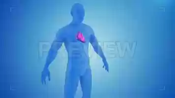 Free download Heart Contractions I Stock Motion Graphics video and edit with RedcoolMedia movie maker MovieStudio video editor online and AudioStudio audio editor onlin