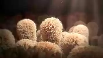 Free download Helix Animation Showreel 2019 video and edit with RedcoolMedia movie maker MovieStudio video editor online and AudioStudio audio editor onlin