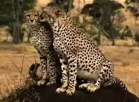 Free download Historias de la vida_Trailer_AppleProRes video and edit with RedcoolMedia movie maker MovieStudio video editor online and AudioStudio audio editor onlin