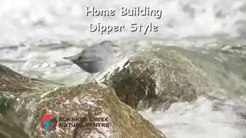 Free download Home Building Dipper Style.mp4 video and edit with RedcoolMedia movie maker MovieStudio video editor online and AudioStudio audio editor onlin