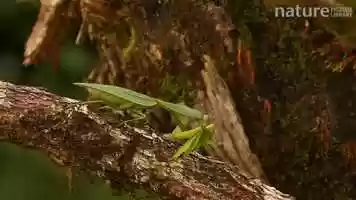 Free download Hooded mantis (Choeradodis rhombifolia) catching katydid prey, Costa Rica. video and edit with RedcoolMedia movie maker MovieStudio video editor online and AudioStudio audio editor onlin