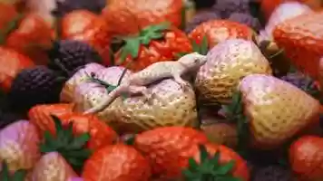 Free download Horny Gecko! video and edit with RedcoolMedia movie maker MovieStudio video editor online and AudioStudio audio editor onlin