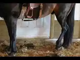 Free download Horse Fun Facts- Redberry 2020 (1) video and edit with RedcoolMedia movie maker MovieStudio video editor online and AudioStudio audio editor onlin