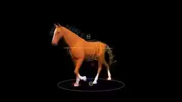 Free download Horse Rig - Walk Cycle video and edit with RedcoolMedia movie maker MovieStudio video editor online and AudioStudio audio editor onlin