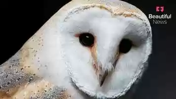 Free download How a community-driven effort is securing the future of barn owls video and edit with RedcoolMedia movie maker MovieStudio video editor online and AudioStudio audio editor onlin