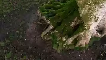 Free download How Animals Work _ Barn Owl video and edit with RedcoolMedia movie maker MovieStudio video editor online and AudioStudio audio editor onlin