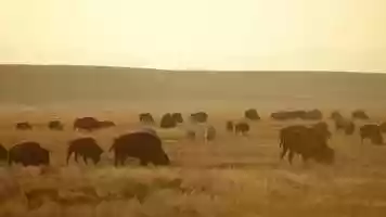 Free download How bison restore the American Prairie | One Earth video and edit with RedcoolMedia movie maker MovieStudio video editor online and AudioStudio audio editor onlin