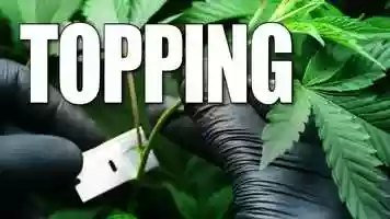 Free download How To Top Your Cannabis Plants video and edit with RedcoolMedia movie maker MovieStudio video editor online and AudioStudio audio editor onlin