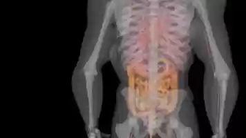 Free download HUMAN ANATOMY ORGANS video and edit with RedcoolMedia movie maker MovieStudio video editor online and AudioStudio audio editor onlin